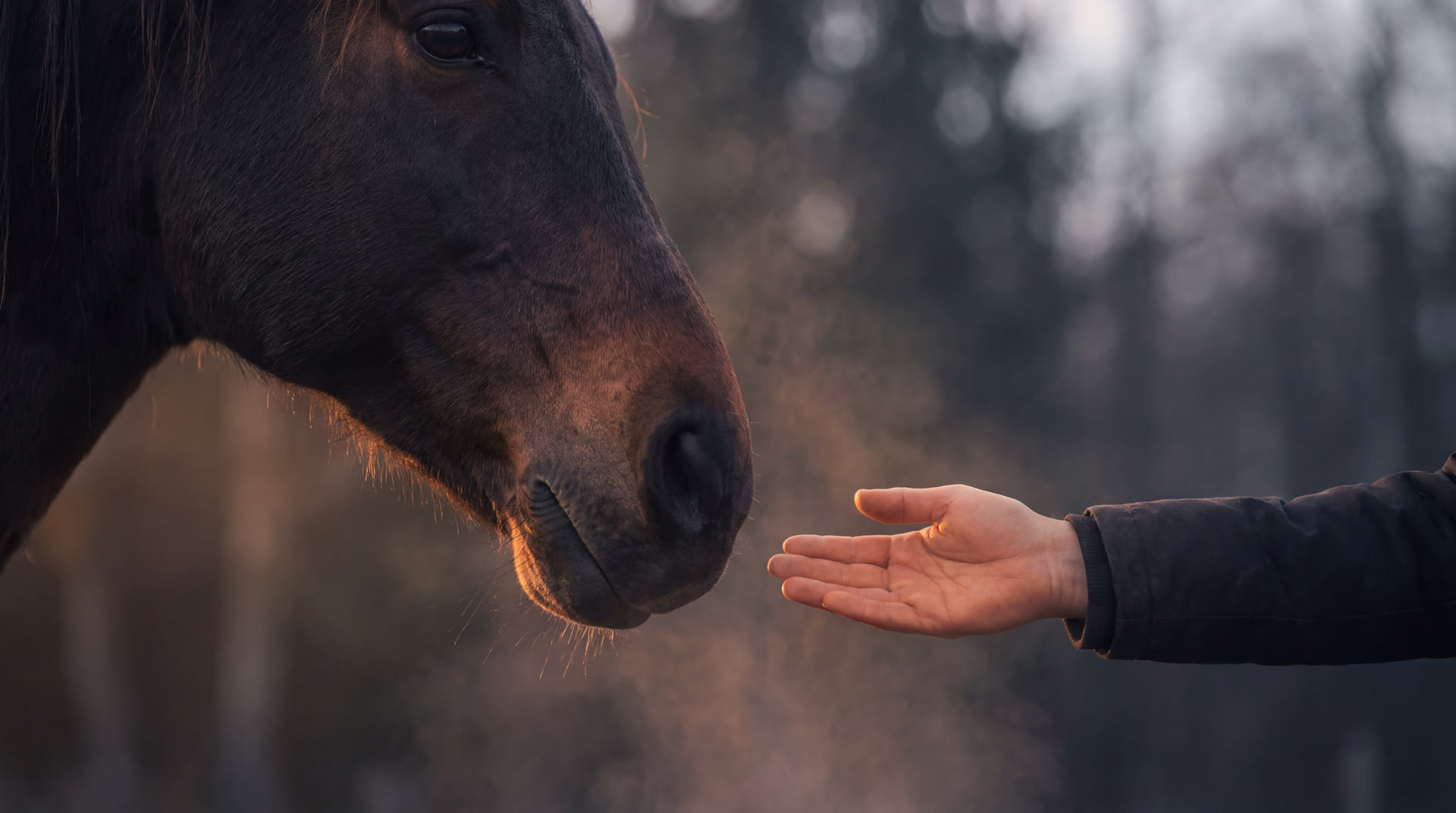 Une main ouverte et immobile, tout près du naseau d’un cheval.