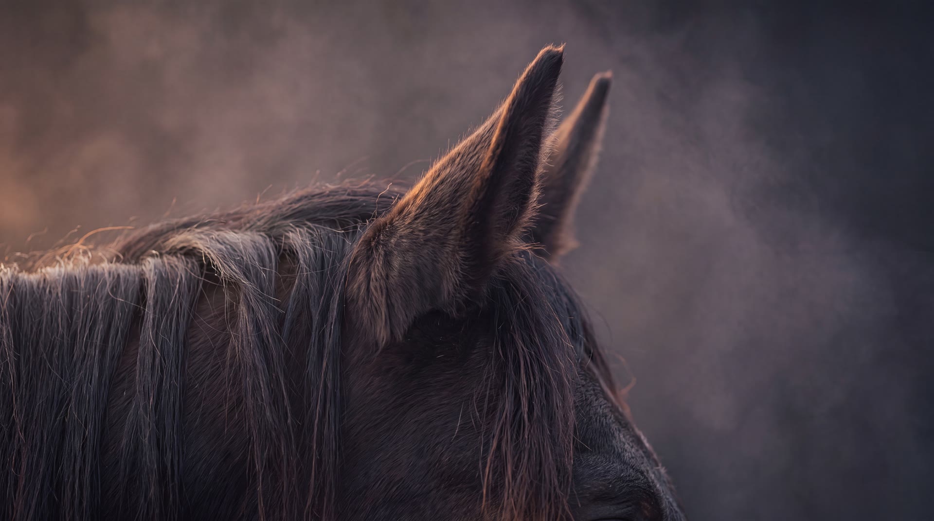 L’oreille et l’encolure d’un cheval, tendues à l’écoute.